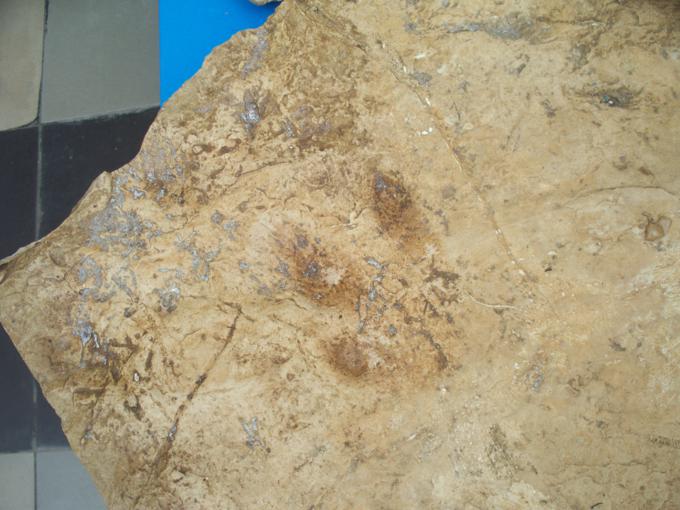 Inne skamieniałe tropy gadów mezozoicznych ..JPG