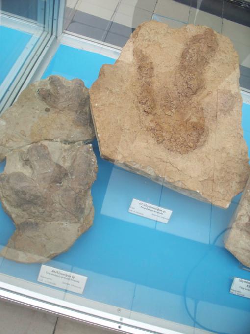 Inne skamieniałe tropy gadów mezozoicznych.JPG