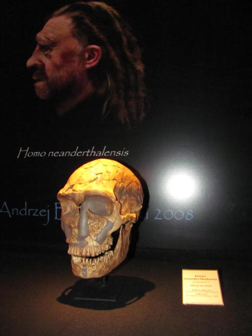 Neandertalczyk.jpg