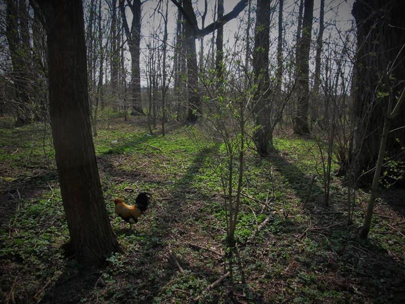 Kirkut w Książu Wielkim (9).jpg